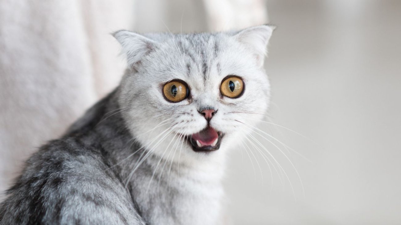 Condenan a asesino de 76 gatos a 14 meses de prisión