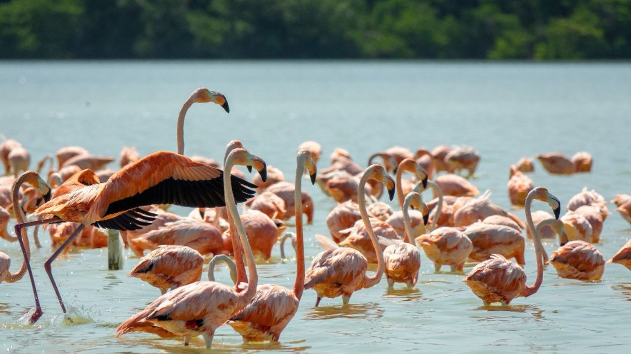 Mueren 39 flamencos tras choque de un avión en India