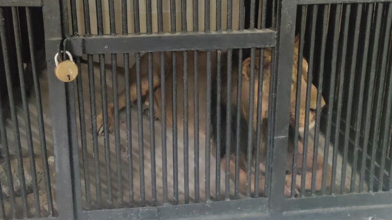 ¡Quería una selfie! Muere hombre tras ser atacado por león