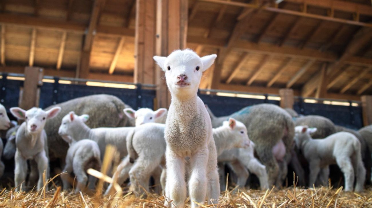 Estudiante desarrolla sistema de alimentación de borregos