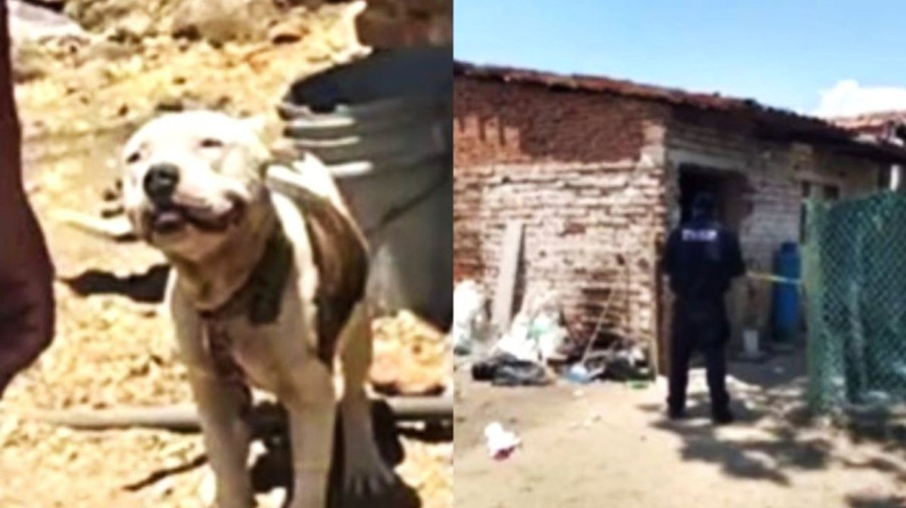 Perro pitbull ataca y mata a bebé de 2 años en Jalisco
