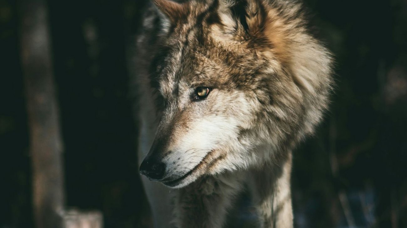 Captan a lobo deambulando en las calles de Ciudad de México