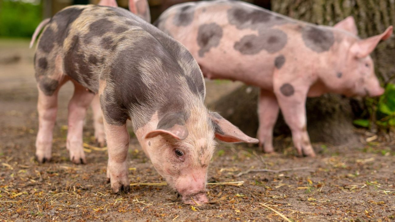 Trasplantan por primera vez riñón de cerdo a un humano