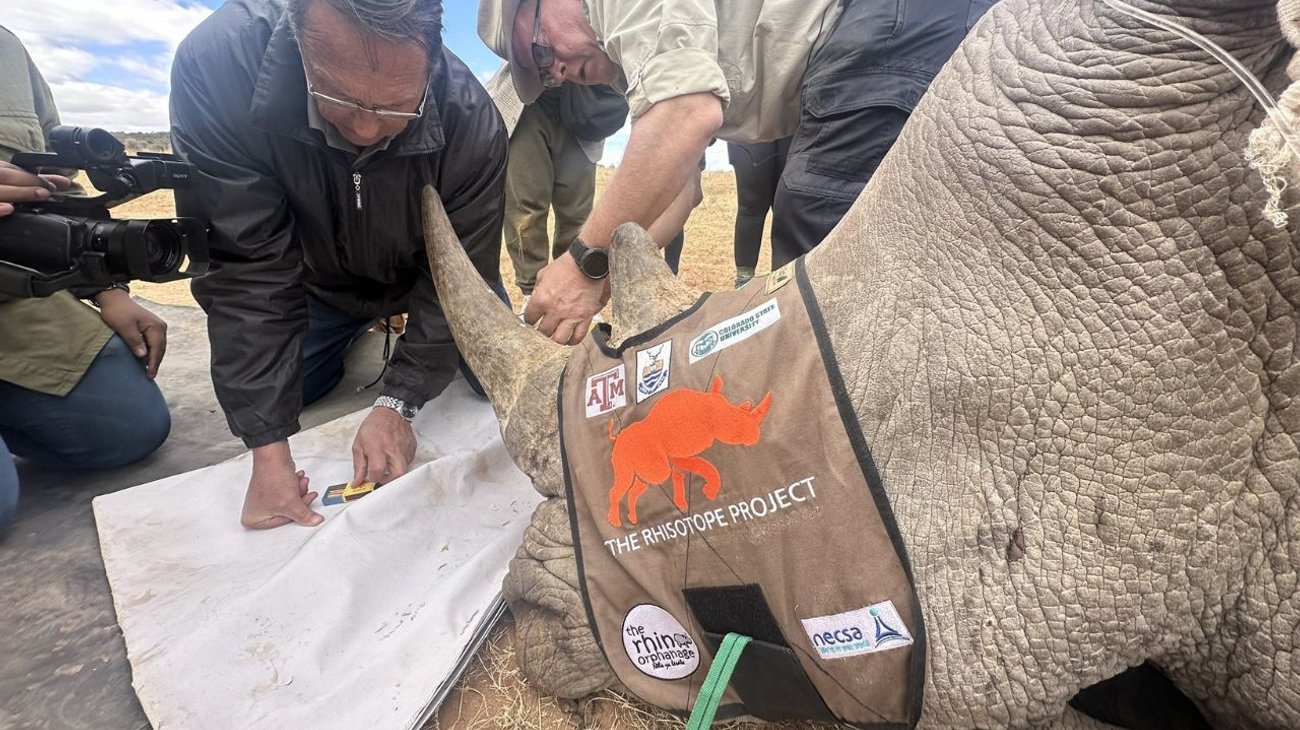 Prueban tecnología nuclear para frenar caza de rinocerontes