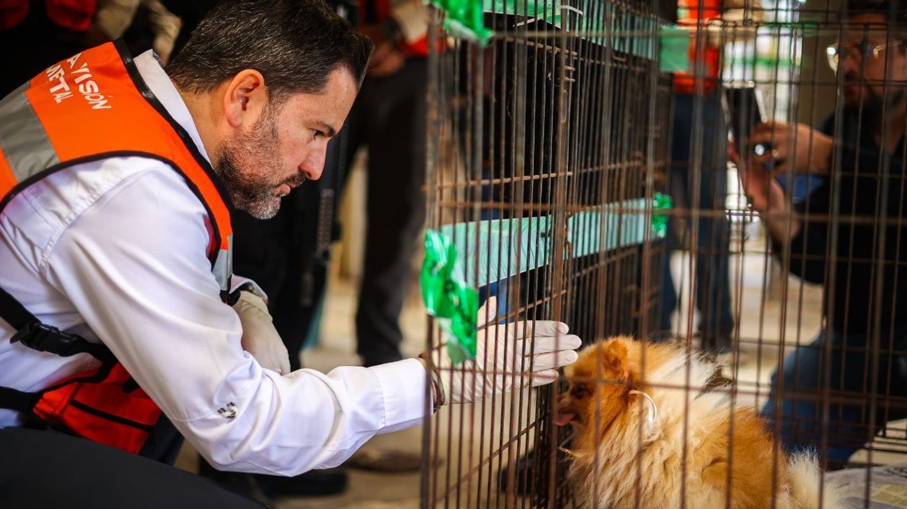 Rescatan a más de 50 perros en clausura de criadero en Juárez