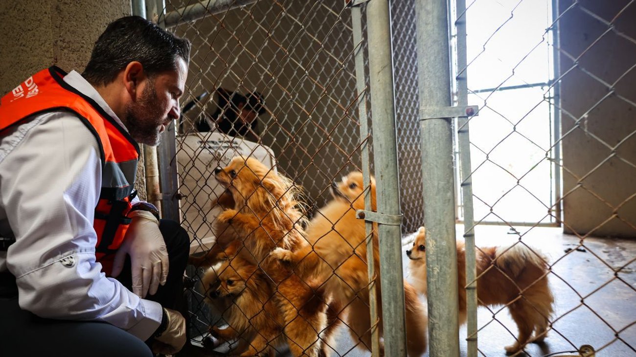 division_ambiental_perritos_rescatados_e9971be246