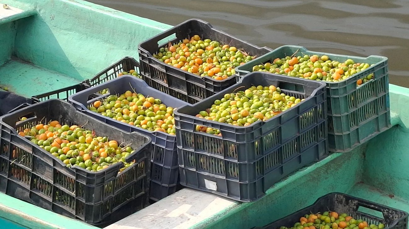 El jobito vive a la sombra en la agricultura de Tamaulipas
