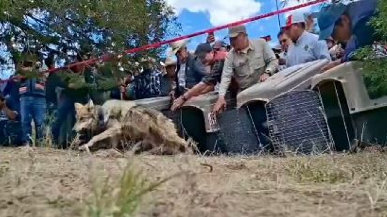 Reintroducen familia de lobos mexicanos en Durango