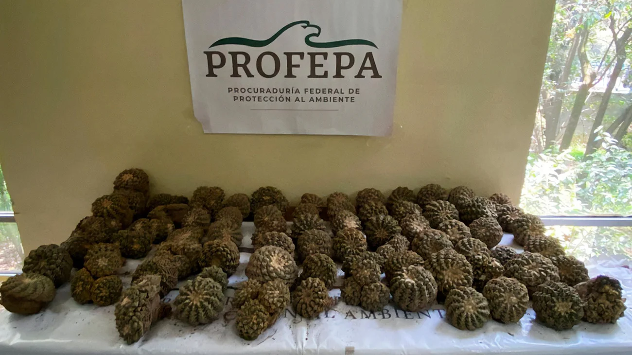 Aseguran 2,157 cactáceas de México y Chile por ecocidio