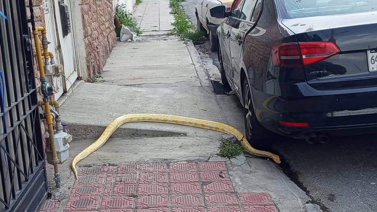 Propietario podría recuperar serpiente encontrada en Saltillo