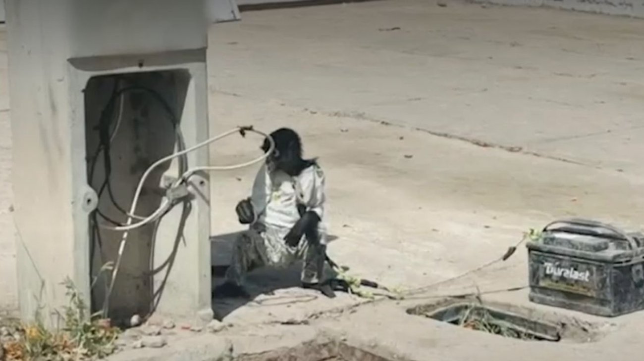 Resguardan a mono por presunto maltrato animal en Los Mochis