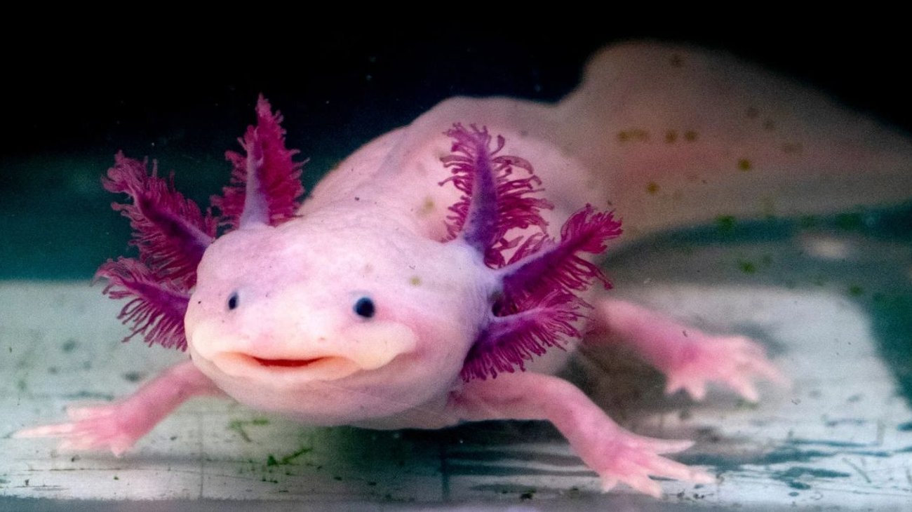 el_horizonte_info7_mx_20260423_091621_0000_d0e65f5781