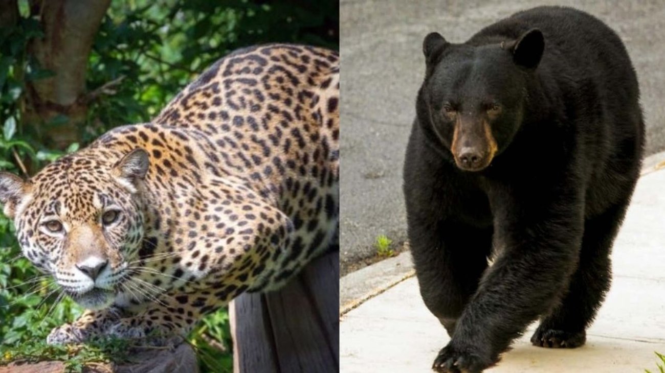 Impulsan corredor para preservar al jaguar y oso negro