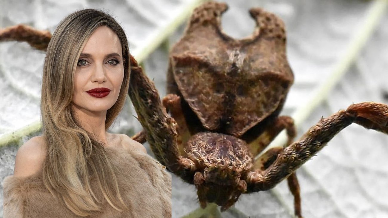 Angelina Jolie inspiró el nombre de arañas cangrejo en Ecuador