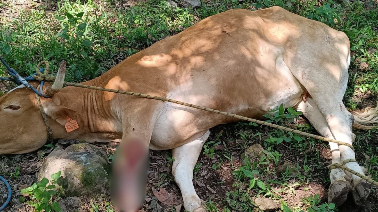Piden ayuda campesinos de la Trinidad por gusano barrenador