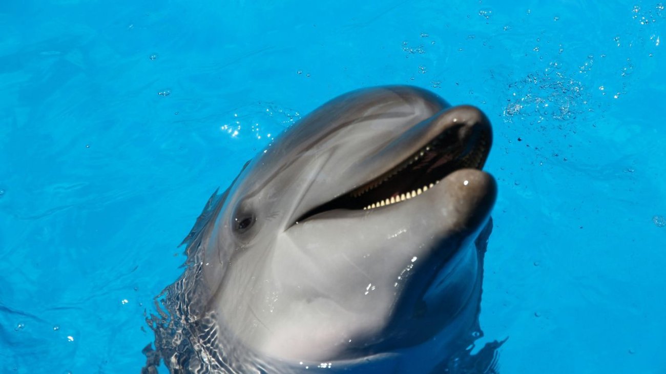 Encuentran a delfín bebé con múltiples disparos en Louisiana