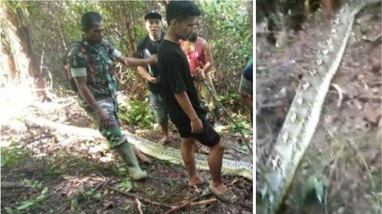 Hallan el cuerpo de mujer dentro de una pitón en Indonesia