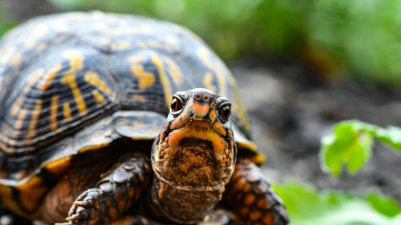 Encuentran tortugas muertas en contenedores en Ciudad Juárez