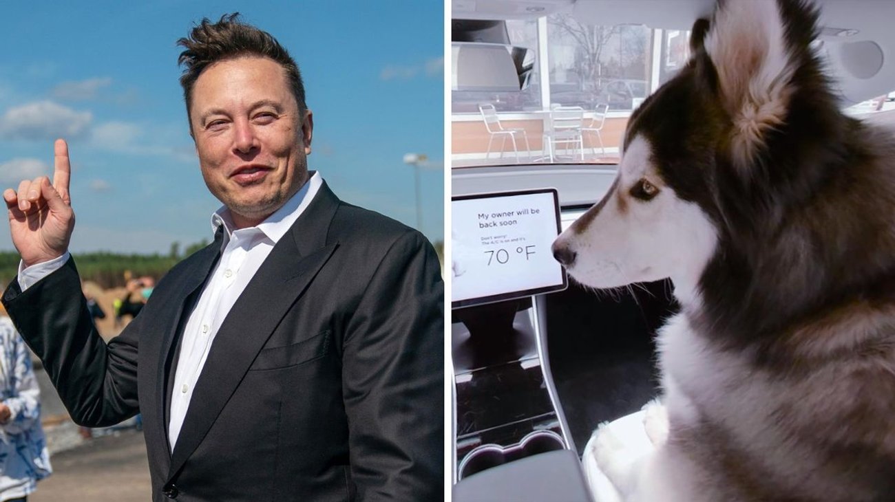 Elon Musk busca a mexicanos que tengan perro por esta razón
