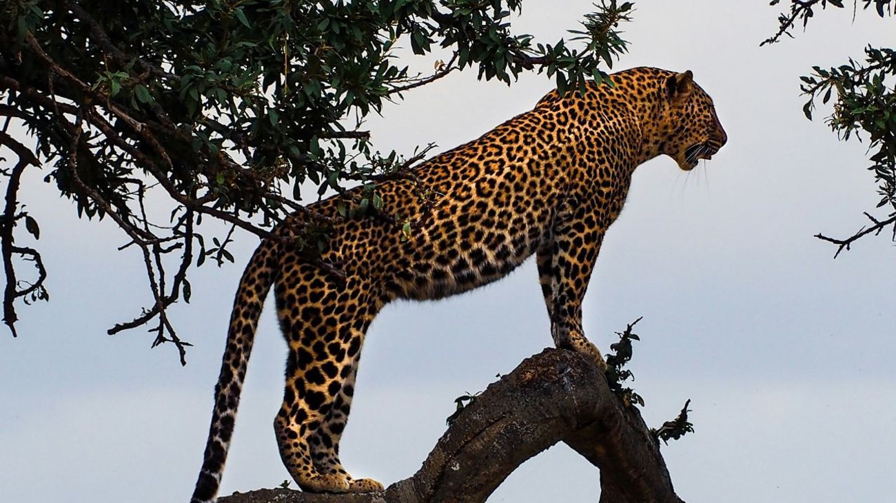 Escapa jaguar de su recinto y mata a un hombre en Bolivia