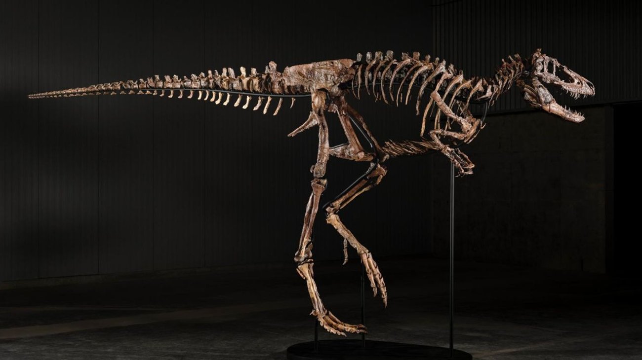 Subastan esqueleto de Nanotyrannus por $47.3 millones de dólares