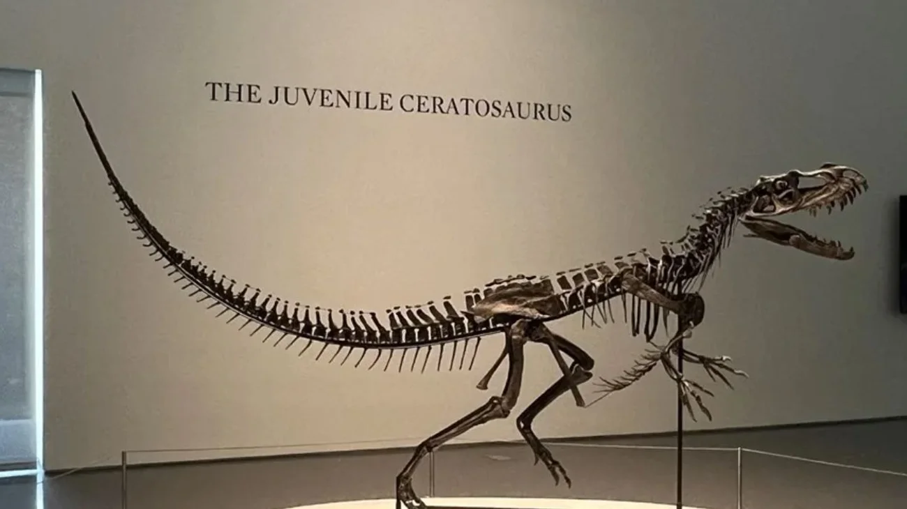 esqueleto_dinosaurio_a04d876e8b