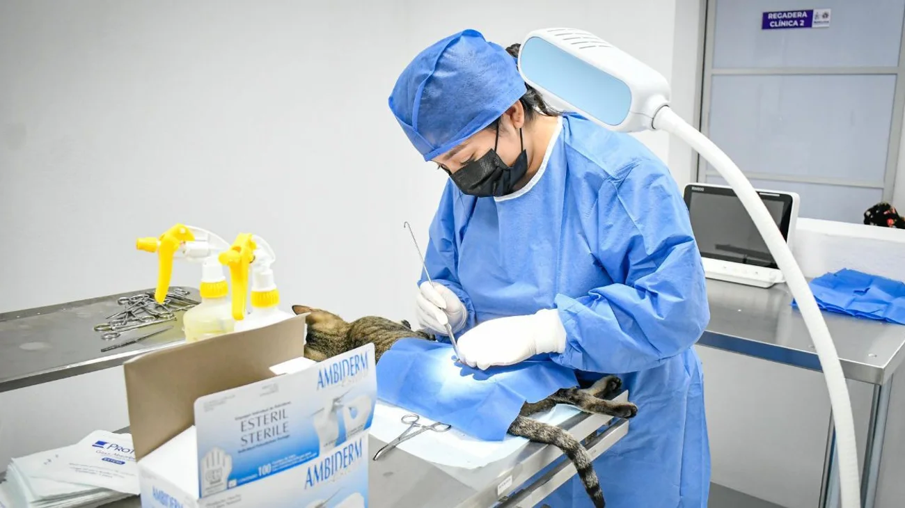 Realizan campaña gratuita de esterilización de gatos en Monclova