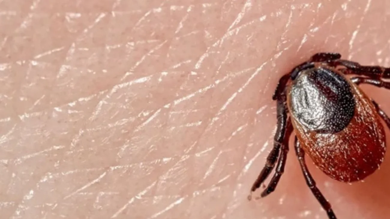 Expertos alertan sobre casos de rickettsiosis en NL