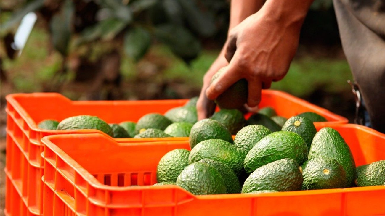 Se reactivará la exportación de aguacate a EUA