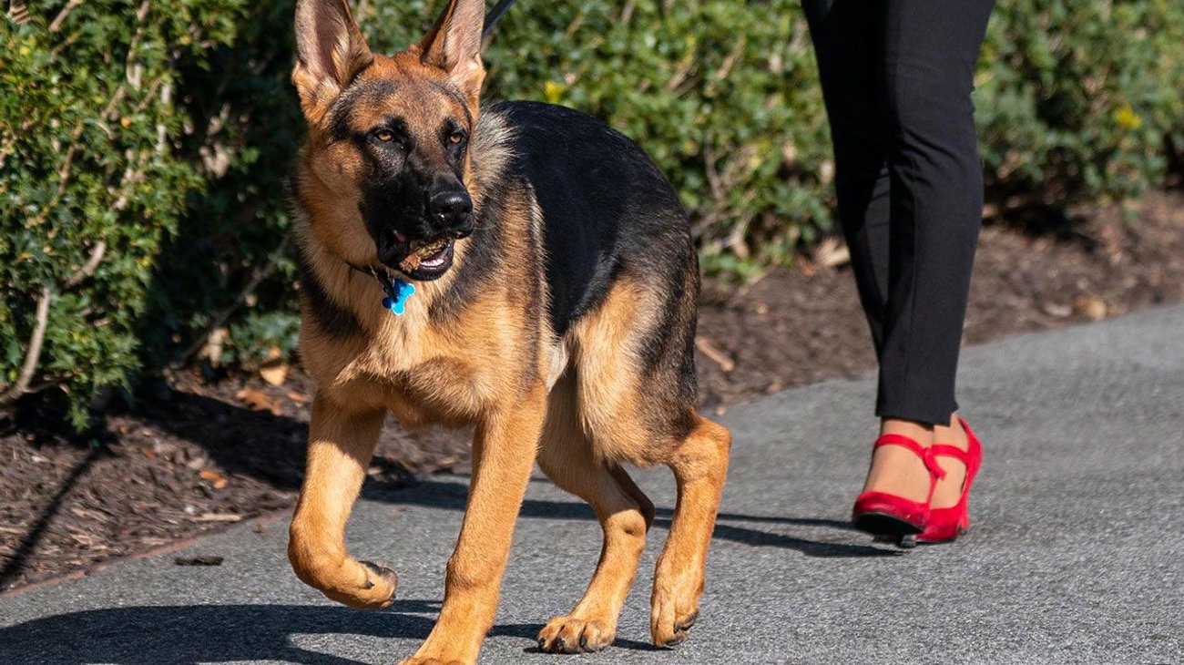 Expulsan al perro de los Biden de la Casa Blanca por morder