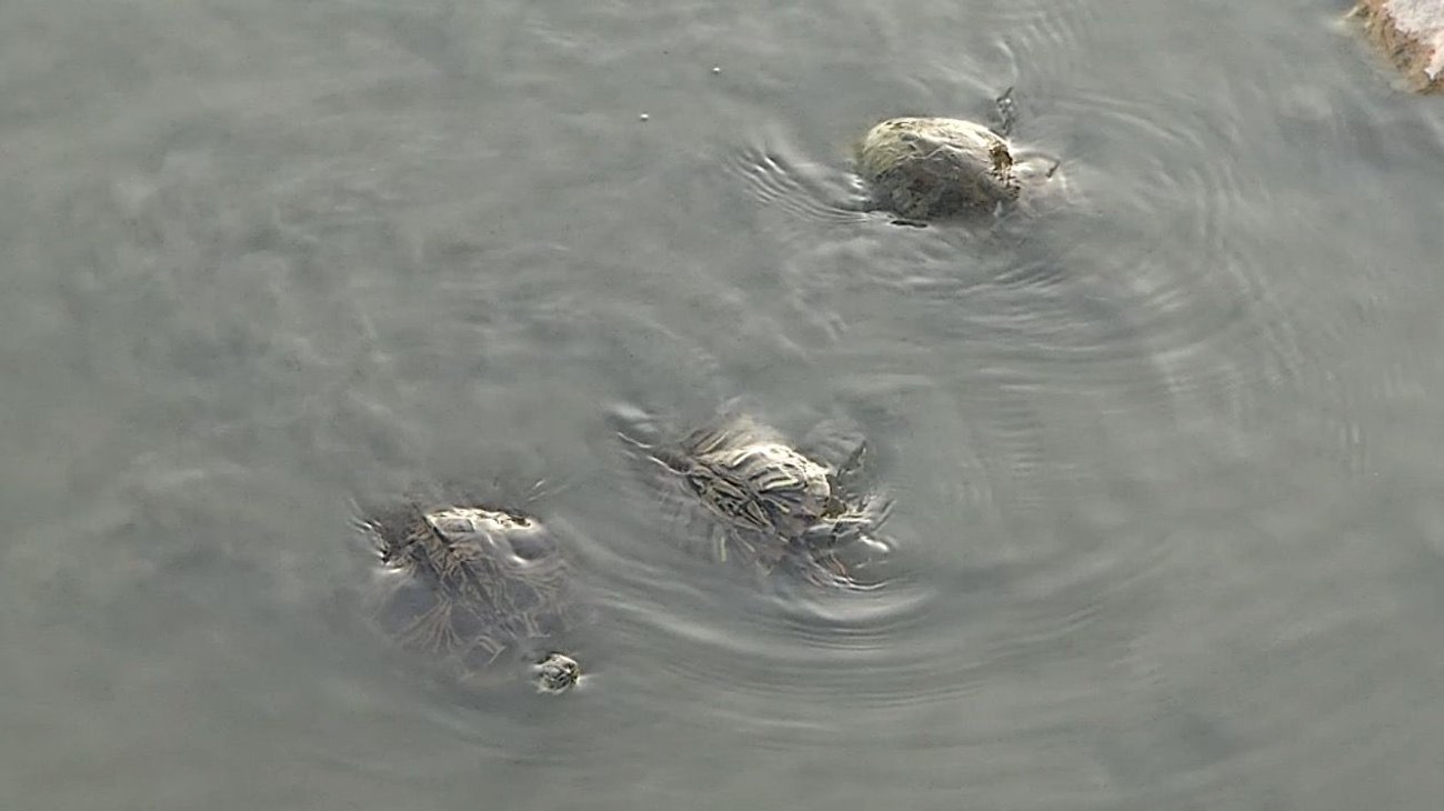 Piden rescatar a tortugas del lago artificial en Céntrika