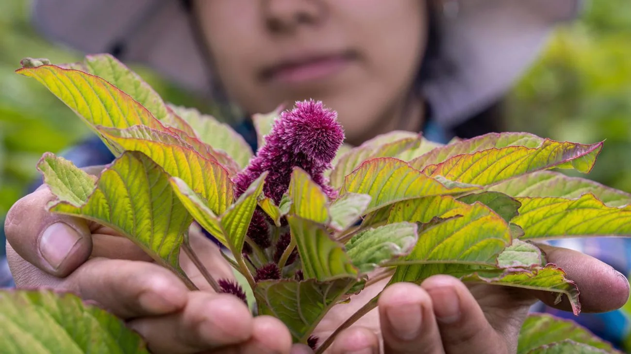 FAO designa a México líder en producción de amaranto