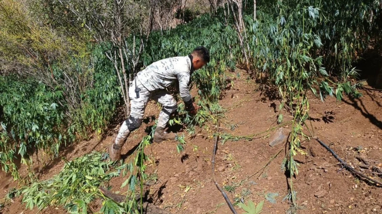 Guardia Nacional localiza plantío en Ensenada, Baja California