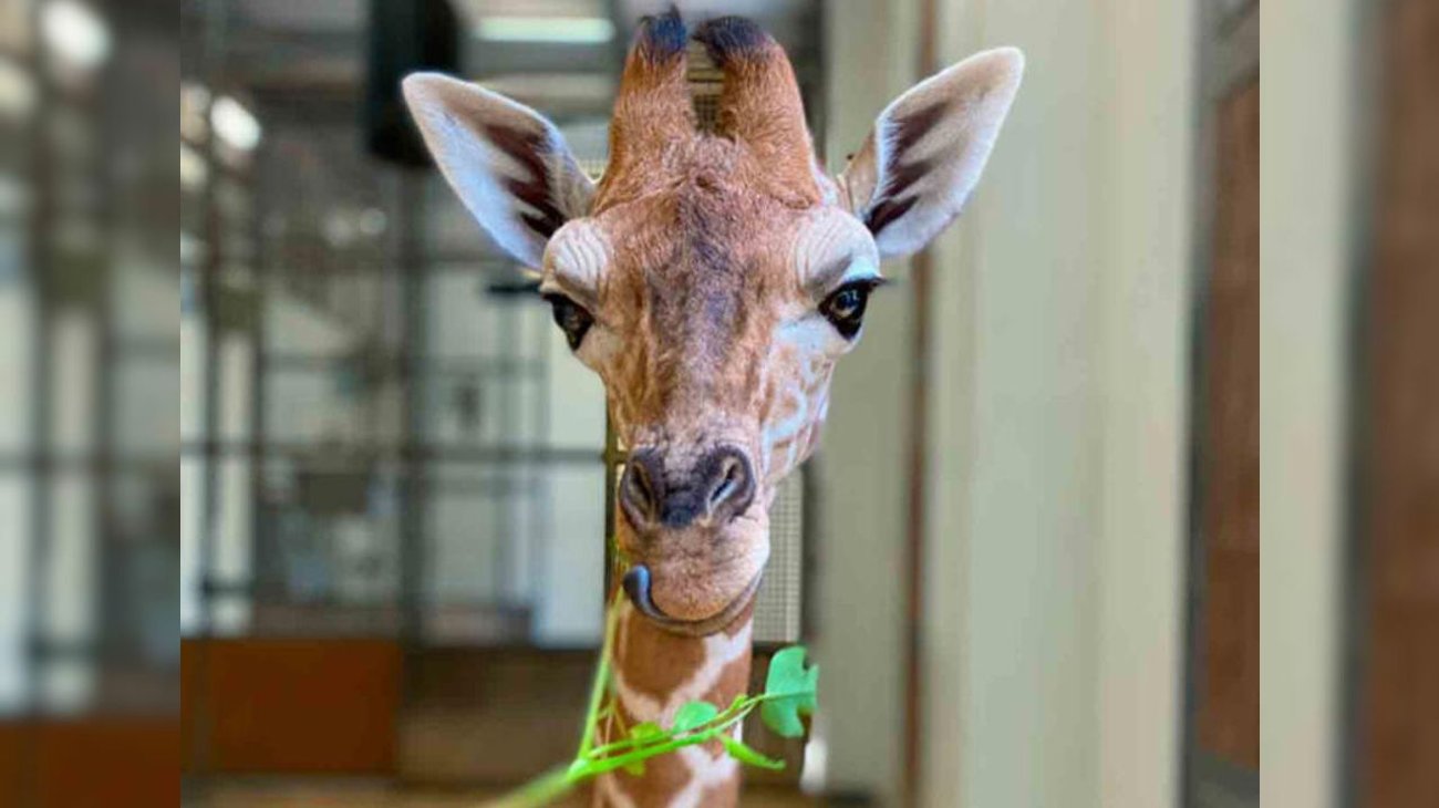 Muere Fenn, la querida jirafa bebé tras asustarse