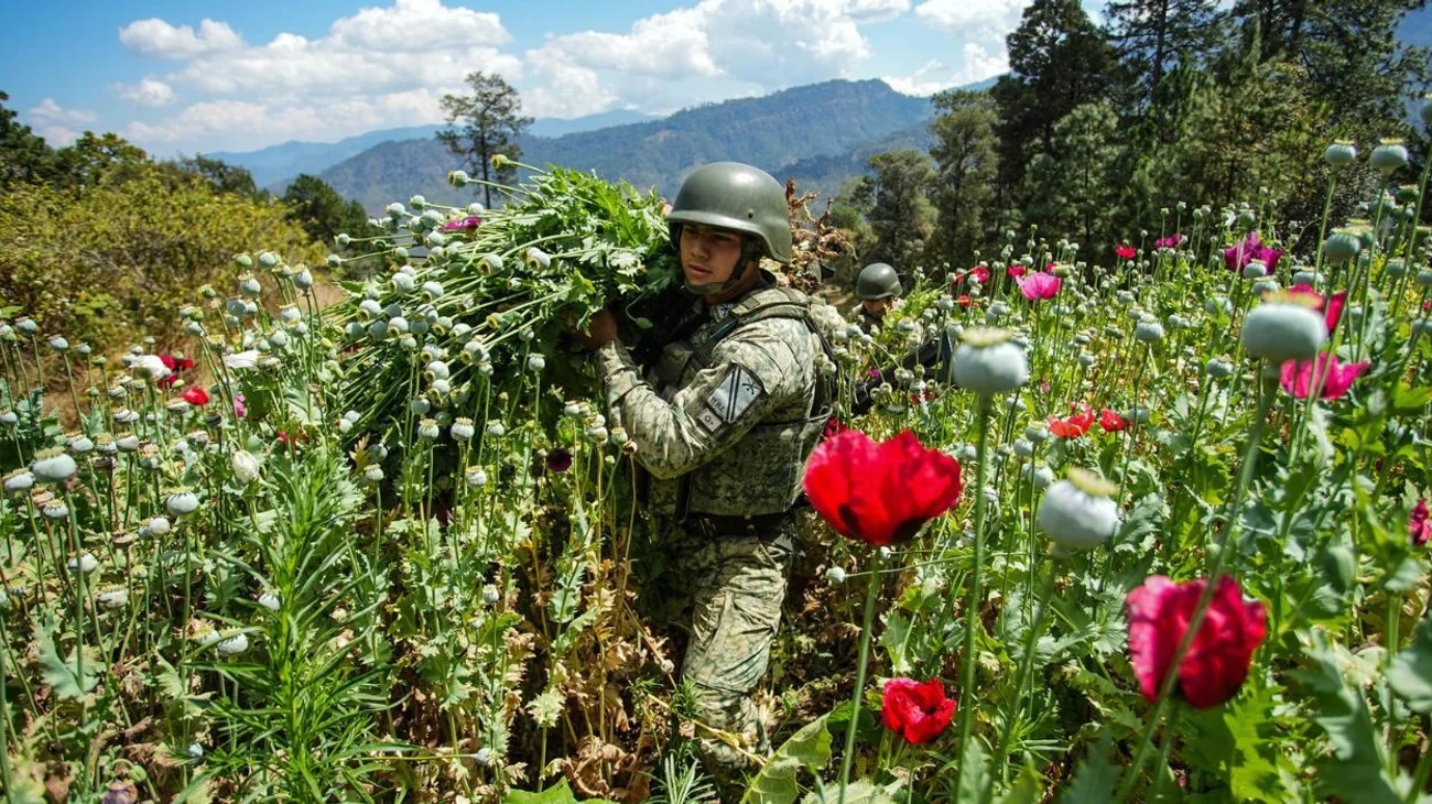 Alerta ONU aumento del consumo de fentanilo en México
