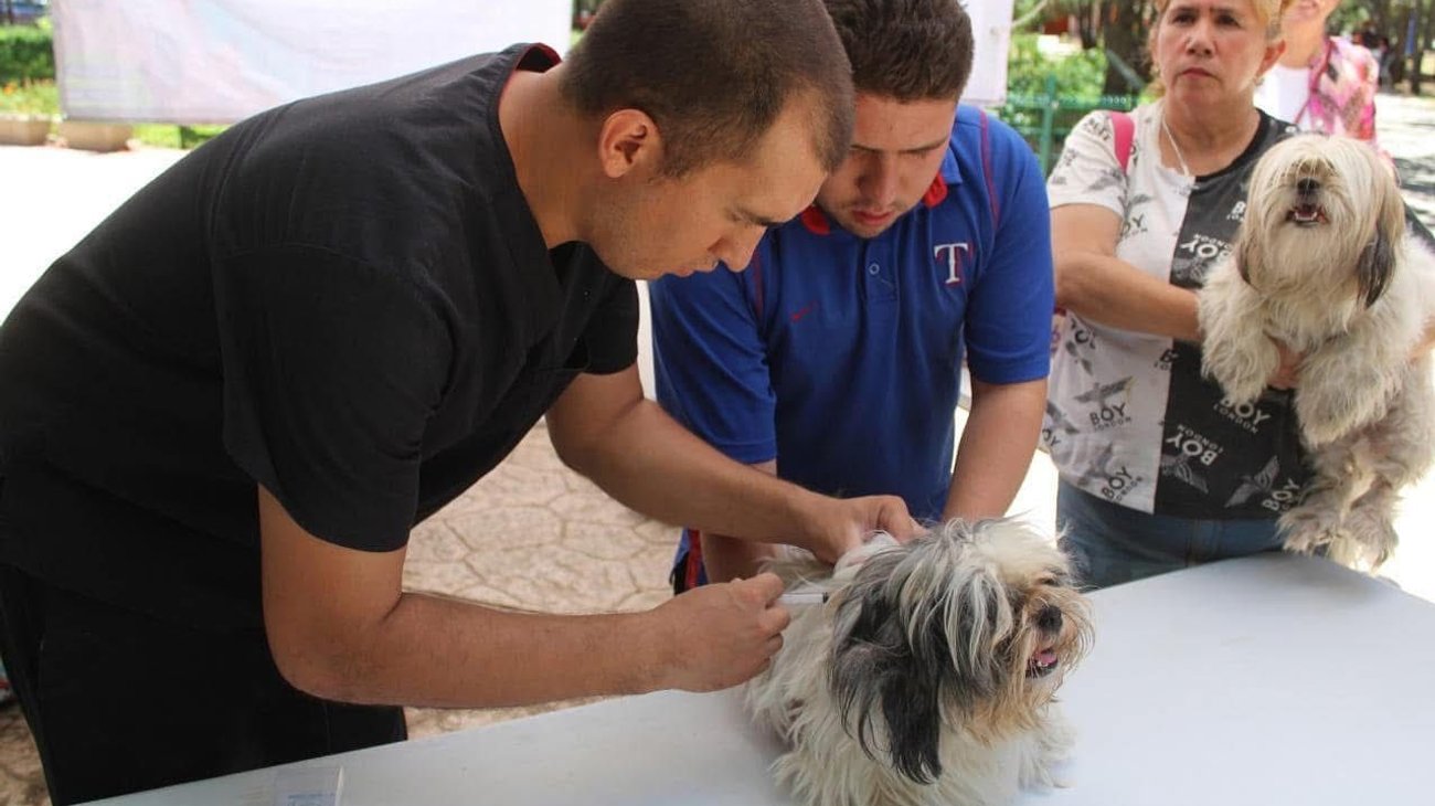 Realizarán Feria de los Animales en Saltillo y Torreón