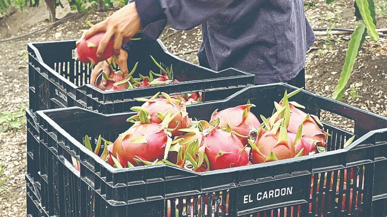 finanzas_cebolla_46120d3927