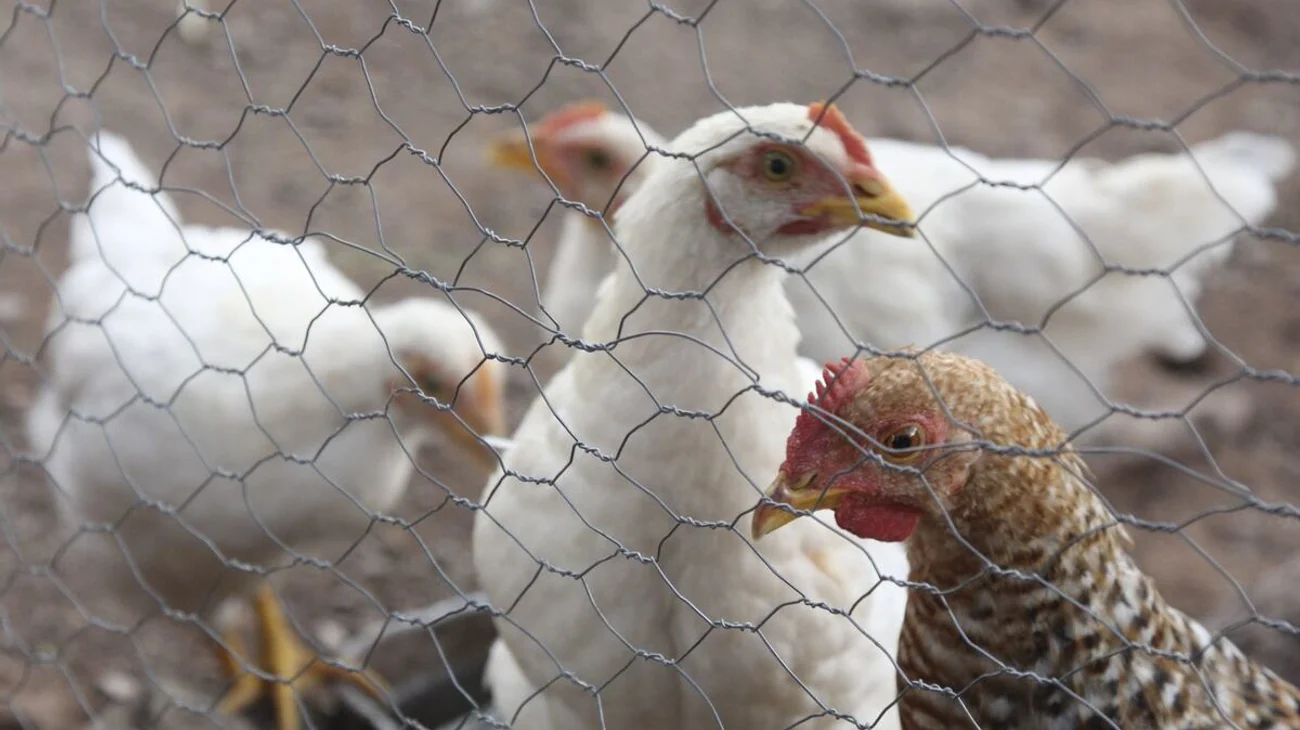 finanzas_gripe_aviar_b36c93b550