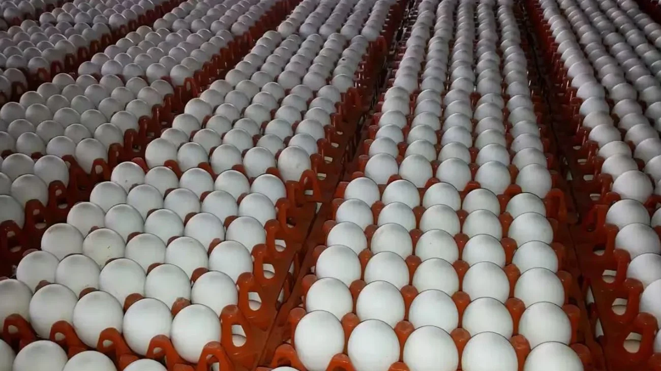 finanzas_huevo_fc105f48db