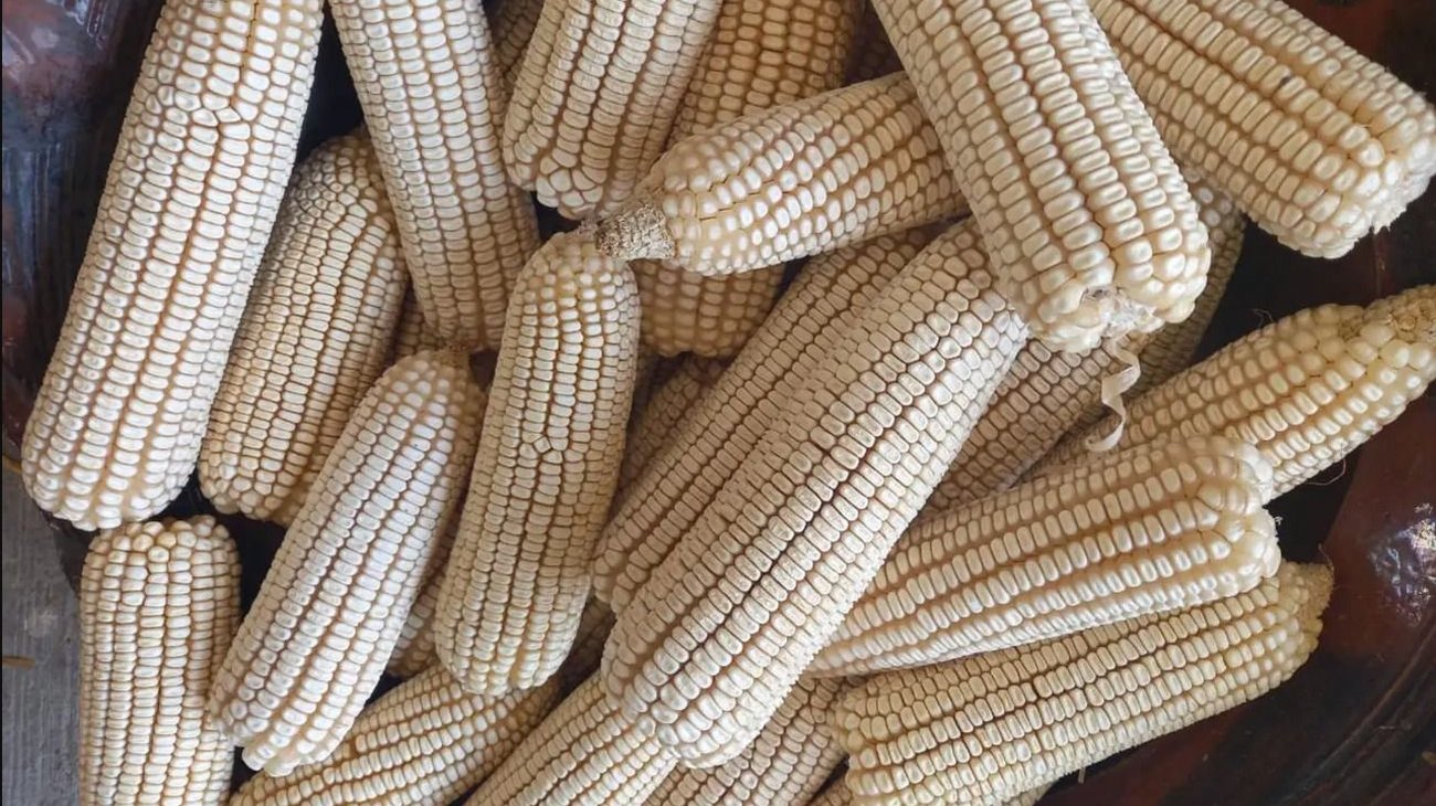 finanzas_maiz_42205a4283