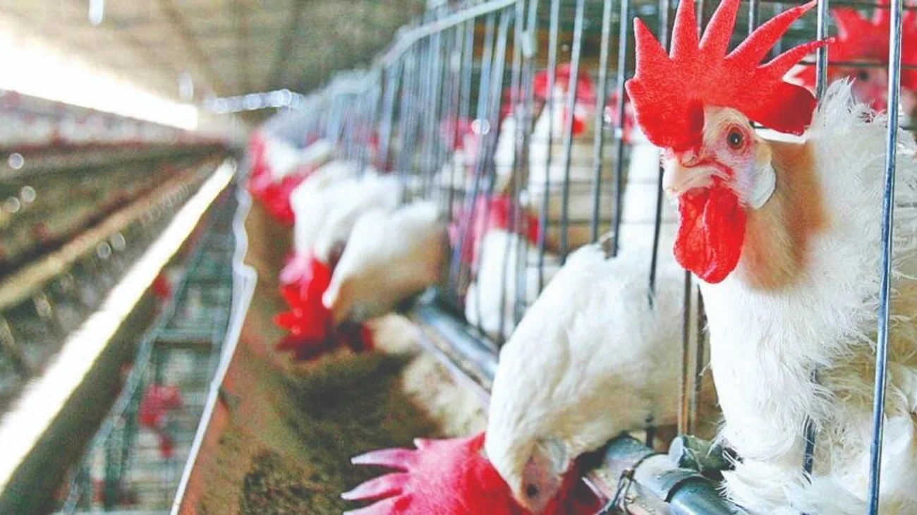 finanzas_pollos_67b3168fba