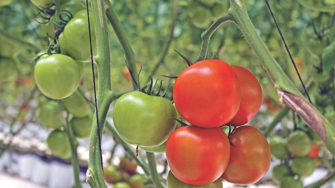 finanzas_tomate_859bf21f6f