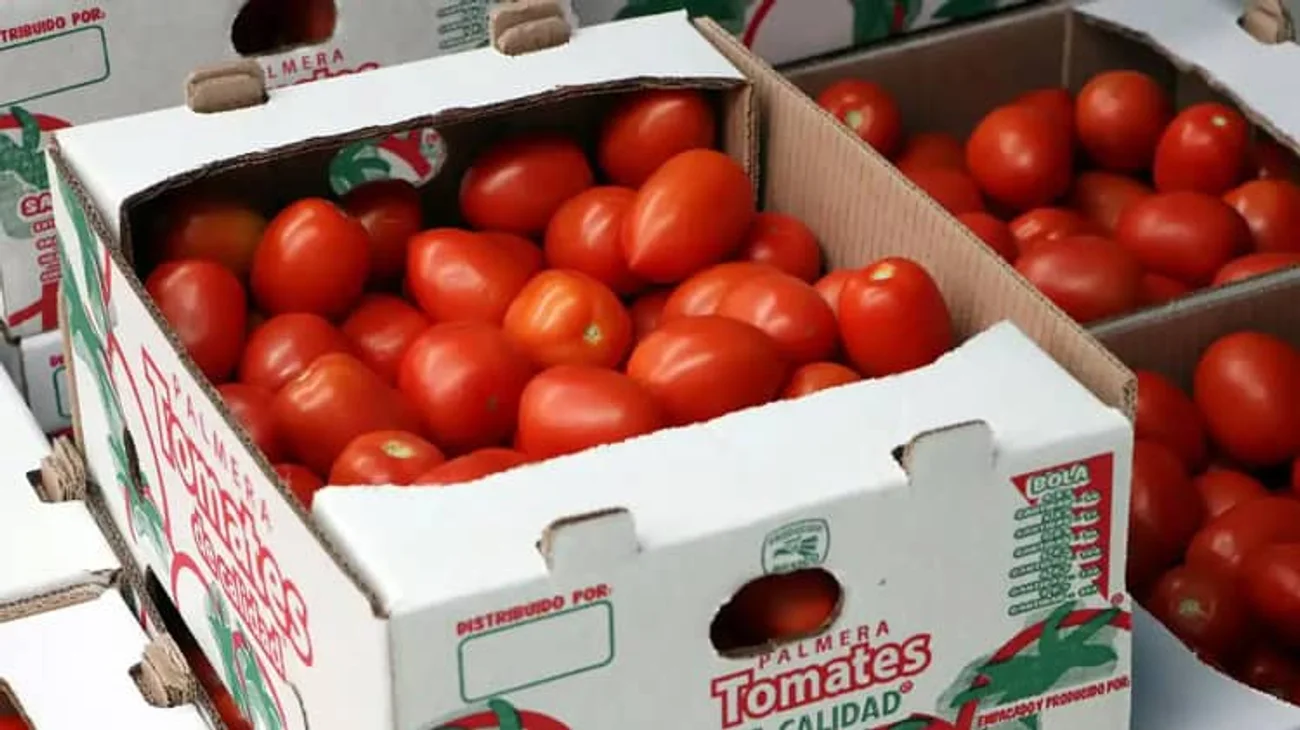 México fija precios mínimos de exportación para el tomate fresco