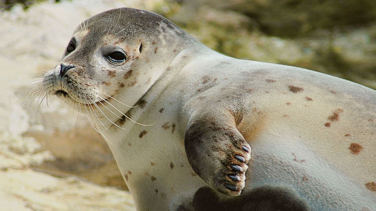 focas_extincion_c7d85591cb