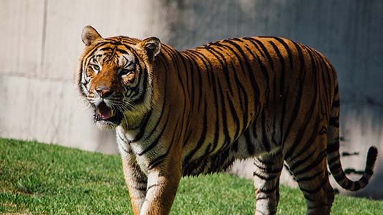 Encuentran medio cuerpo devorado en la jaula de un tigre