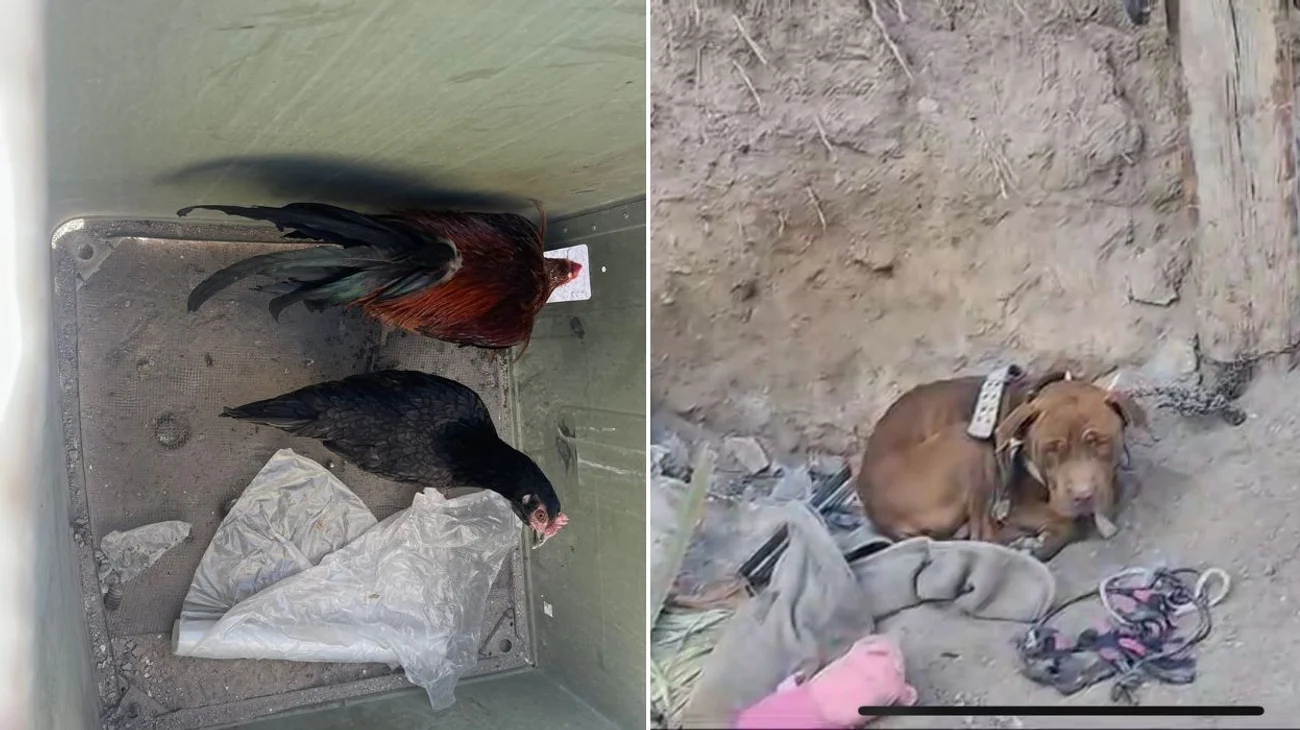 Rescatan gallos y perros usados en peleas clandestinas