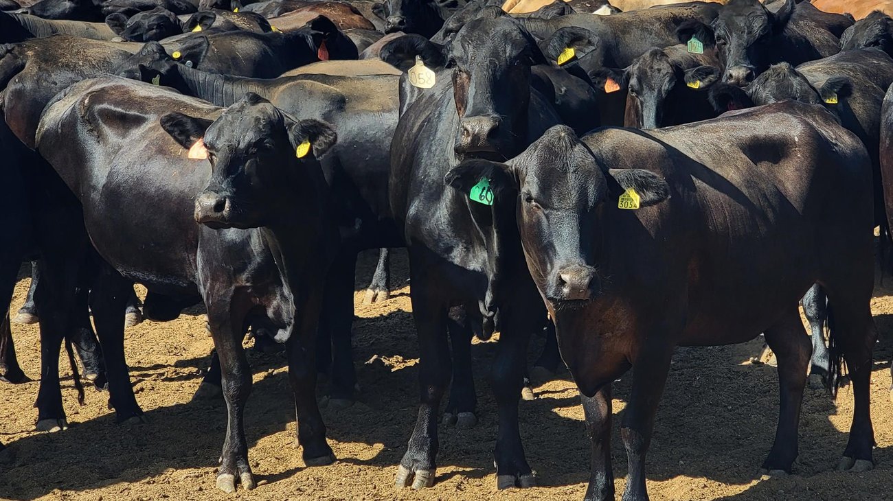 Reabren frontera de Sonora para la exportación de ganado a EUA