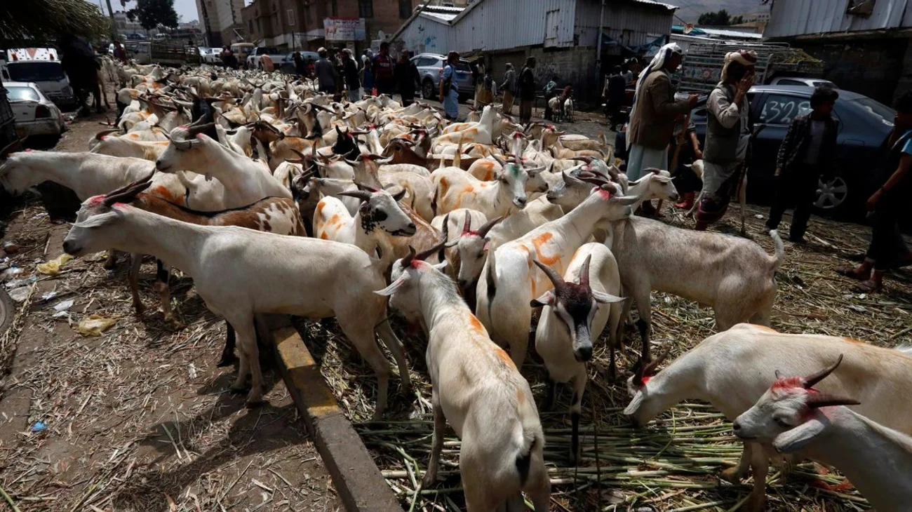 Perdería México $11 mdd ante veto de EUA por gusano barrenador