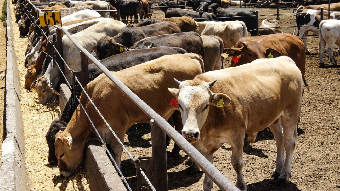 Exagera EUA en cerrar de nuevo frontera al ganado: Sheinbaum