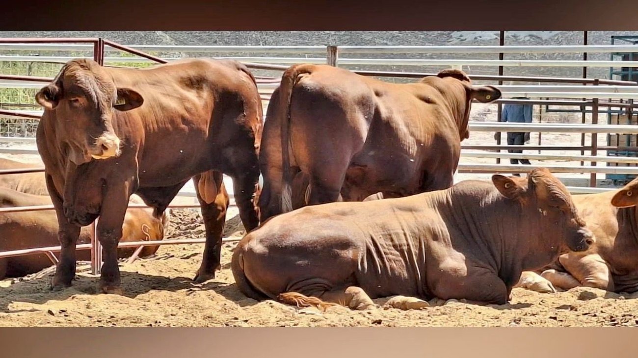 Refuerza Coahuila blindaje por caso de gusano barrenador en NL